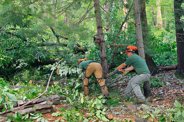 Best Arborist Consultation Services  in Olympia, WA